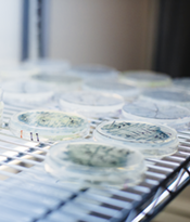 Marine Biology Research Division